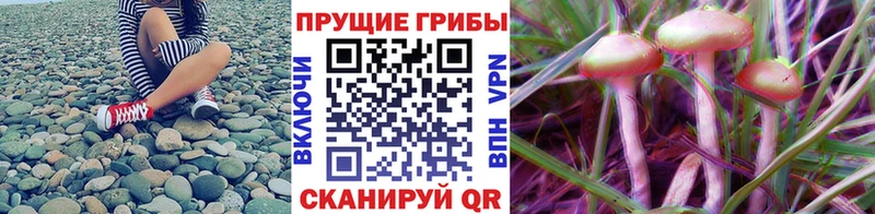 Галлюциногенные грибы прущие грибы  Солигалич 